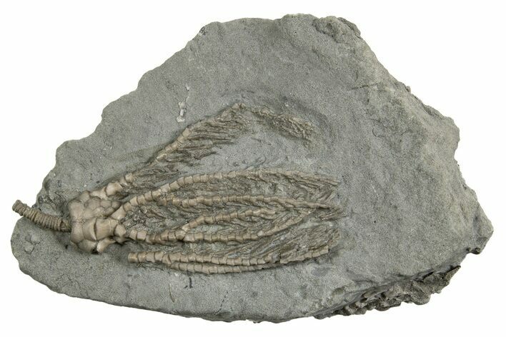 Fossil Crinoid (Abrotocrinus) - Crawfordsville, Indiana #326040